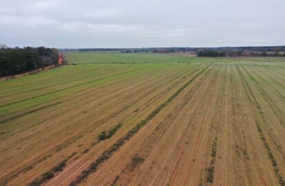 Field with growing plants